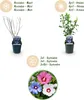 GreenboutiQ - Sträucher - Hibiscus syriacus Tricolour - Produktbild-Vorschau 4