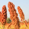 Sorghum Hirse Vogelfutter 20 kg Ergänzung Wildvögel Produktbild-Vorschau 5