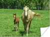 MuchoWow® Poster Pferd - Fohlen - Tiere 120x90 cm - Produktbild-Vorschau 1