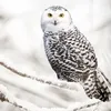 A snowy owl perched on a snow-covered branch in a winter setting. Produktbild-Vorschau