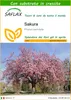 SAFLAX  - Sakura - 30 semi - Con substrato - Prunus Anteprima dell’immagine prodotto 1