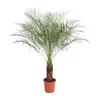 Phoenix Roebelenii - 150 Cm - Ø27 Voir les images du produit 1