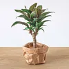 Planten Terrarium Paket - Jungle 5 - Coffea - Varen - Palm Produktbild-Vorschau 6