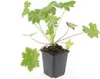 Geranium macr. 'Ingwersen's Var.' - Bodendecker - Produktbild-Vorschau 2