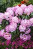 Rhododendron yakushimanum 'Fantastica', rosa-rot, 40–50 cm Produktbild-Vorschau 12