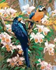 Zuty - Malen nach Zahlen - PAPAGEIEN II, 40x50 cm, mit Produktbild-Vorschau 1