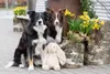 TRIXIE Hase Plüschtier für Hunde - diverse - 38 cm Produktbild-Vorschau 2