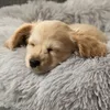 cuccia per cane e gatto, Furrever Friends Fluffy Bed, letto Anteprima dell’immagine prodotto 6