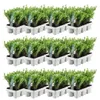 Plants by Frank | 72 Stechpalme Pflanzen | Ilex Crenata Produktbild-Vorschau 1