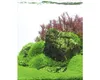 Hemianthus callitrichoides Cuba in-Vitro Produktbild-Vorschau 5