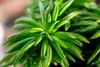 A close-up view of a green plant with long, slender leaves. Produktbild-Vorschau