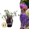 Motýlí ker Buddleja davidii Tricolour - 3 rastliny - 1 m² - Náhľad obrázku produktu 3