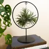 Bloomique - Tillandsia Magic Ball w ozdobnym pierścieniu - Podgląd zdjęcia produktu 4