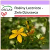 SAFLAX - Ziele Dziurawca - 300 Nasiona - Hypericum Podgląd zdjęcia produktu 5
