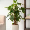 Roślina domowa - Philodendron 'Red Emerald' - 70-80 cm - Podgląd zdjęcia produktu 4