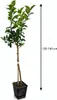 Amalfitano Zitronenbaum 120–140 cm im Topf – Echter Citrus Produktbild-Vorschau 5