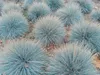 Stauden Gänge 3 x Festuca glauca/cinerea 'Elijah Blue' im 1 Produktbild-Vorschau 2