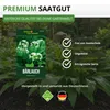 Bärlauch Waldknoblauch Samen - Allium ursinum - Produktbild-Vorschau 8