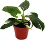 Philodendron White Princess - bielo-zelený strom?ekový Náhľad obrázku produktu 3