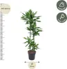 Dragoneret, plante d'intérieur Ø27cm Ø150cm - plante verte Voir les images du produit 3