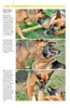 Ausdrucksverhalten beim Hund Produktbild-Vorschau 2
