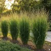 Stauden Gänge 5 x Panicum virgatum 'Northwind' im 1 Liter Produktbild-Vorschau 2