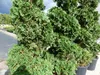 Thuja occ. "Columna" Spirale 180 cm Heckenpflanze Hecke Produktbild-Vorschau 5