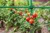 Connettore a croce per aste per piante - 1,1cm/10pz Anteprima dell’immagine prodotto 2