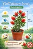 Callistemon laevis (scovolino rosso) 40–60 cm – Pianta in Anteprima dell’immagine prodotto 2