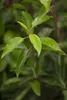 Prunus lusitanica, Portugiesischer Lorbeer, immergrün, Produktbild-Vorschau 2