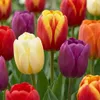 Green boutiQ - 15x Tulipa Triumph Mix - Triumph-Tulpe - Produktbild-Vorschau 1