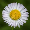 6x Erigeron karvinskianus P9H20 Produktbild-Vorschau 4