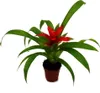 Mini Guzmania Trio - Zestaw 3 kolorowych bromelii w 3 Podgląd zdjęcia produktu 6