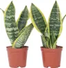 Sansewieria gwinejska - 2 szt - Sansevieria 'Futura' - Podgląd zdjęcia produktu 1