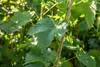 A close-up view of a grape vine with green leaves and a brown stem. Produktbild-Vorschau