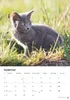 Katzen Kalender 2027 Produktbild-Vorschau 15