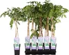 A group of young Wisteria plants in black plastic pots, arranged in a black tray. Produktbild-Vorschau
