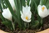 Krokus Jeanne d'Arc, witte bloembollen, 50 stuks. Productafbeelding-voorbeeld 6