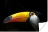 MuchoWow® Poster Tukan - Vogel - Schnabel 120x80 cm - Produktbild-Vorschau 1