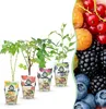 GreenboutiQ - Obstpflanzen - Regenbogen - Rote Produktbild-Vorschau 1