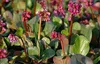 Stauden Gänge 1 x Bergenia cordifolia ‚Winterglut‘ - Produktbild-Vorschau 3