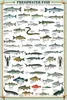 Poster Educational Freshwater Fish Produktbild-Vorschau 1