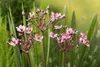 Bloomique - Butomus Umballatus - Schwanenblume - Produktbild-Vorschau 6