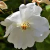 Rosa  - Rosa rampicante - Rosa 'Guirlande D'Amour' Anteprima dell’immagine prodotto 2