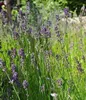 Lavandula ang. 'Munstead' - Levandule - Kontejner 3 litry Náhled obrázku produktu 4