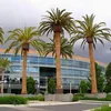 Semená Phoenix Canariensis - balenie 10 ks - Semená palmy - Náhľad obrázku produktu 14