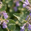 Bloomique - Lot de 6 - Nepeta faassenii - Cataire - Voir les images du produit 2
