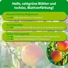 Purgrün -Pfirsichbaum-Dünger 1 kg Produktbild-Vorschau 3