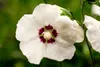 Hibiscus syriacus 'Hamabo', Roseneibisch, rosa Blüten, ca. Produktbild-Vorschau 5