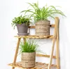 3x Mieszanka przyjazna zwierzętom - Cyperus - Chlorophytum Podgląd zdjęcia produktu 7